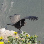 Condor im Colca-Tal Peru