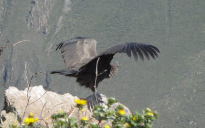 Condor im Colca-Tal Peru